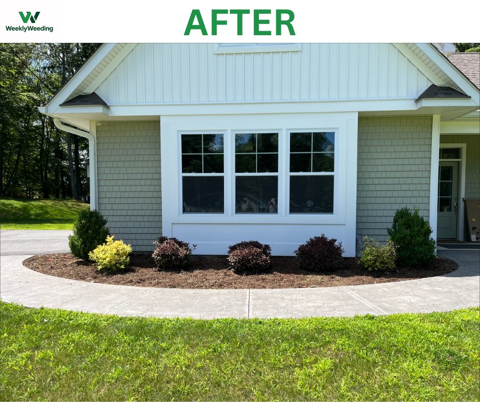 Same bay window bed cleared and mulched after hand weeding