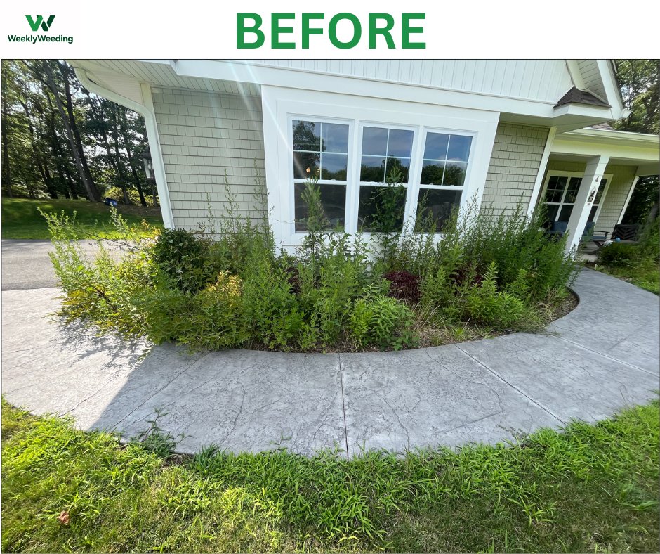 Overgrown garden bed under a bay window before hand weeding in Sussex County NJ