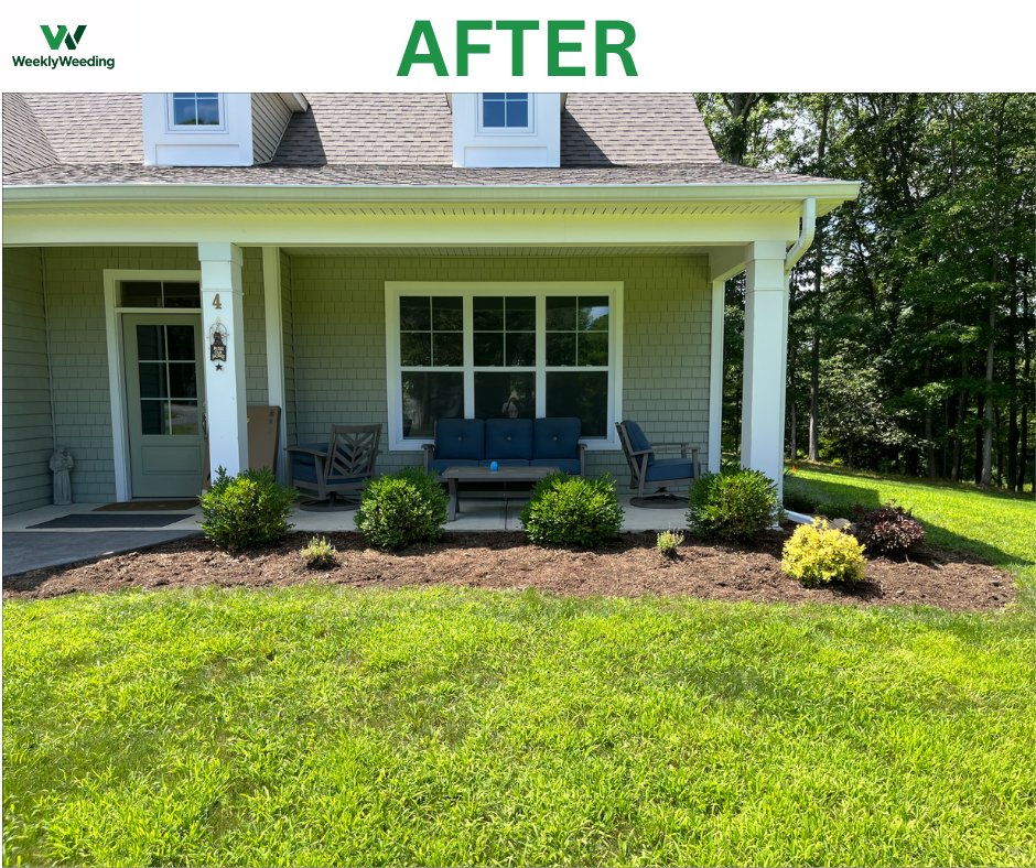 Front porch bed fully hand weeded with boxwoods visible