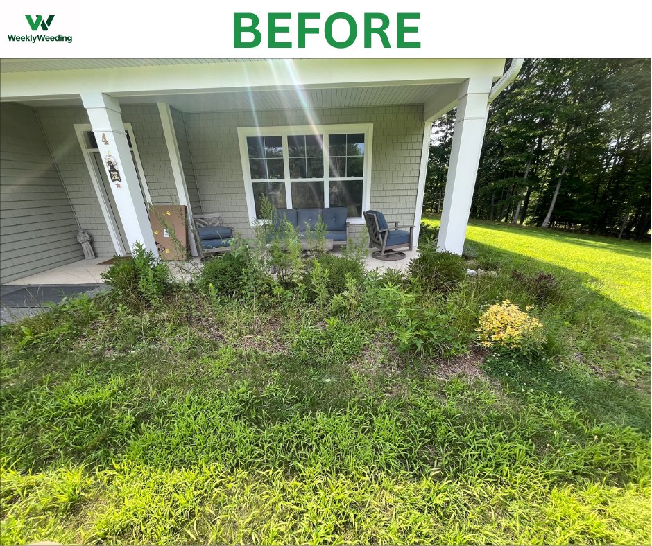 Weed-covered front porch bed before hand weeding