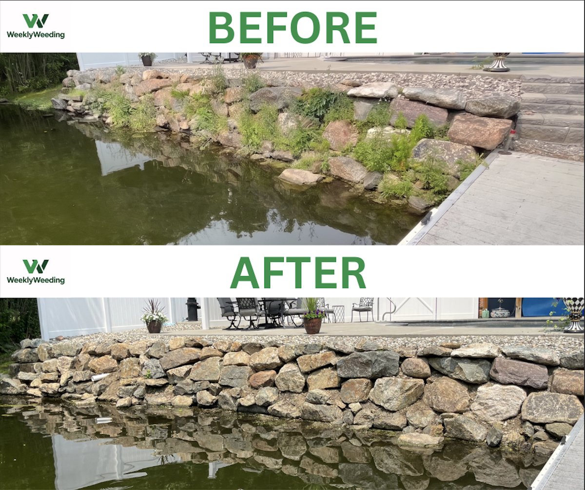 Lakefront stone retaining wall before and after hand weeding in Lake Mohawk NJ