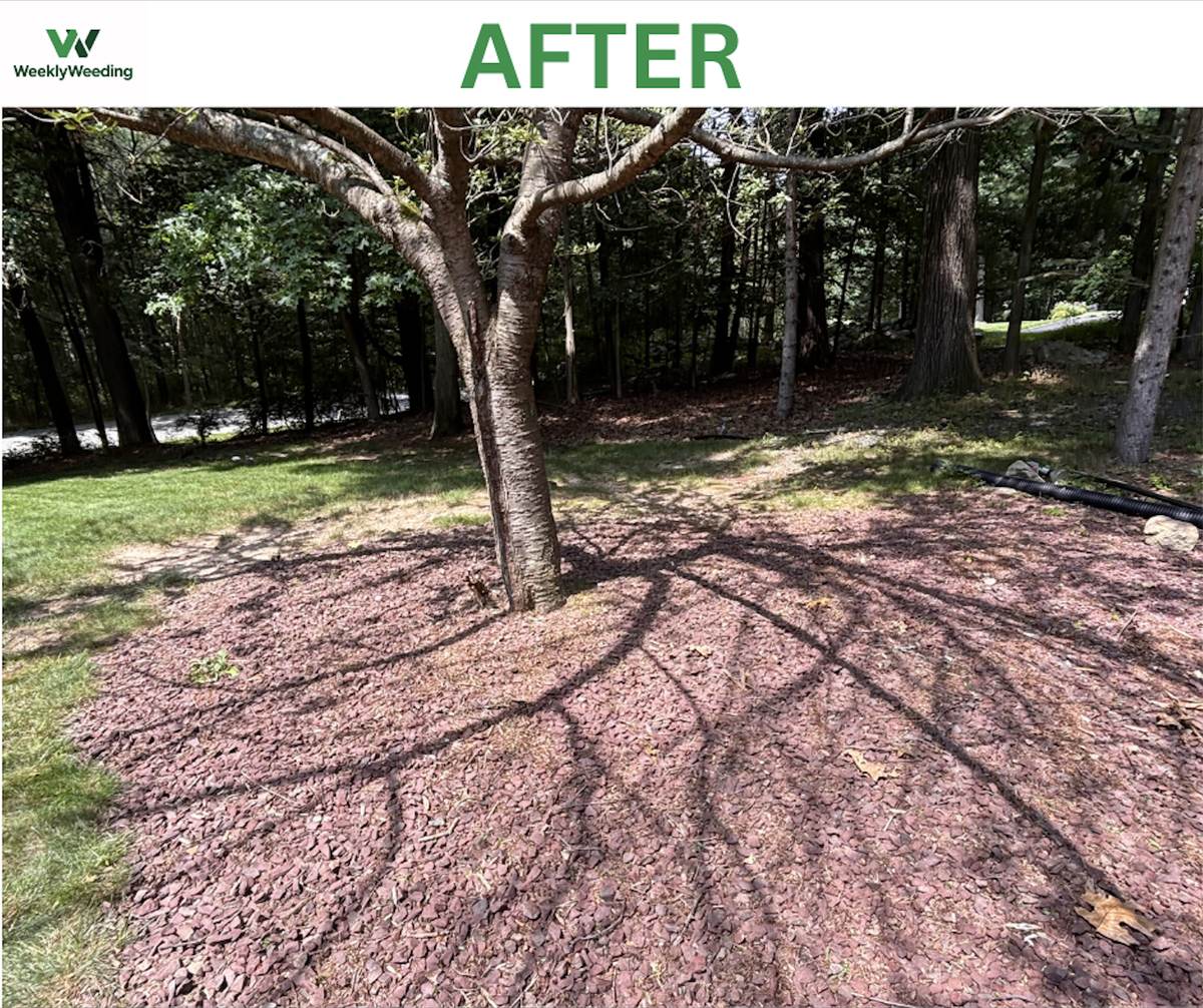Stone mulch bed cleared of weeds after hand weeding