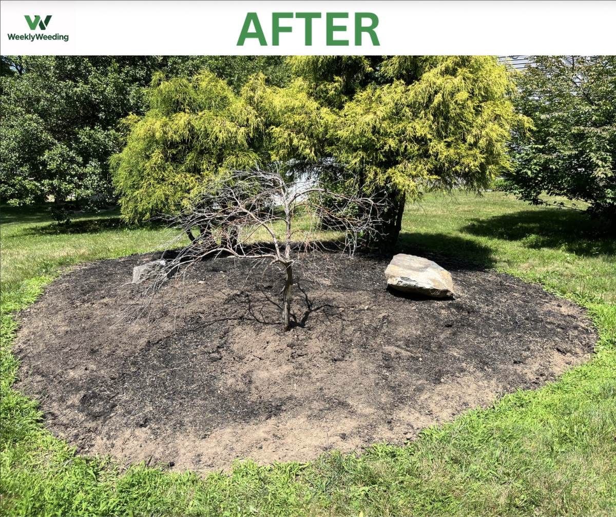 Tree island bed restored to clean soil after hand weeding