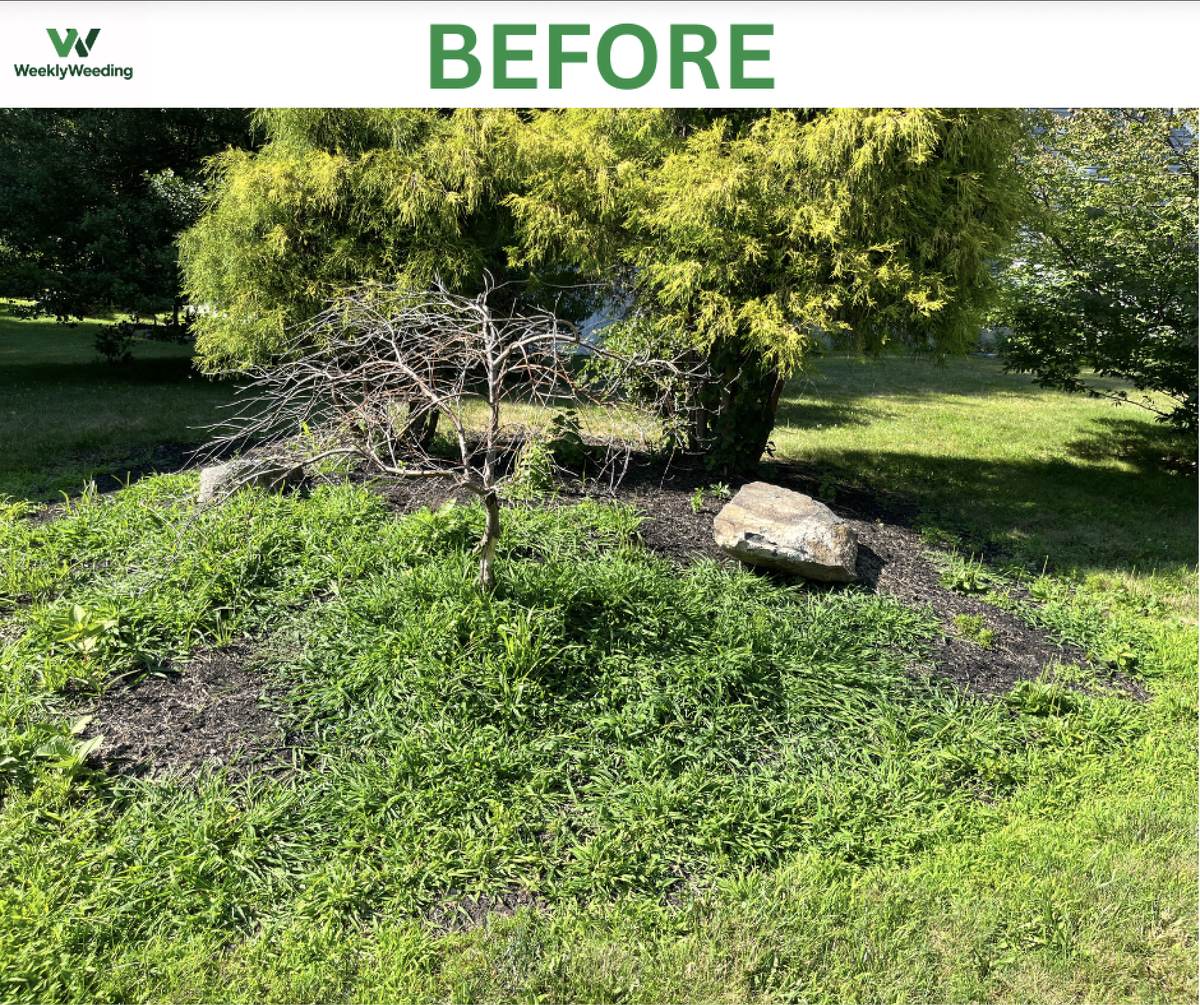 Grass overtaking a tree island bed before hand weeding